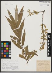 Foto von Salix alba L.